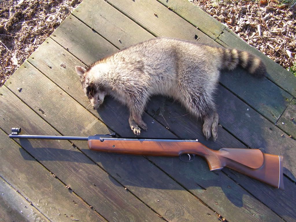 Are .22s effective against armadillos. - Page 2 - Stormfront